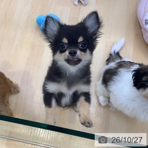 愛知県のチワワ(ロング) (ペットプラス 三好店/2026年7月21日生まれ/男の子/ブラックタン)の子犬の4枚目の画像
