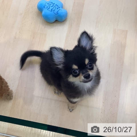 愛知県のチワワ(ロング) (ペットプラス 三好店/2026年7月21日生まれ/男の子/ブラックタン)の子犬の3枚目の画像