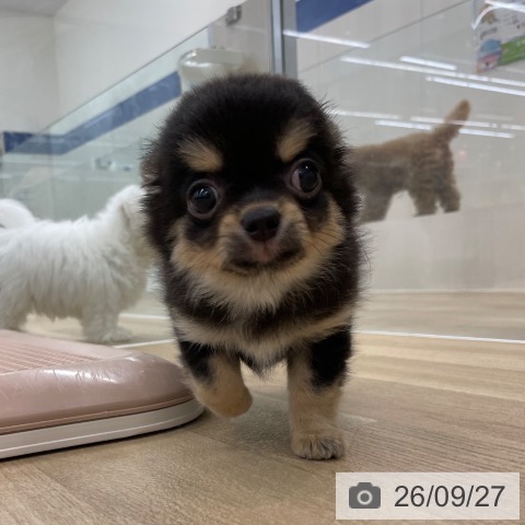 愛知県のチワワ(ロング) (ペットプラス みなと店/2026年7月21日生まれ/女の子/ブラックタン)の子犬の4枚目の画像