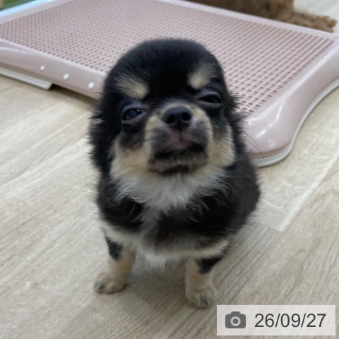 愛知県のチワワ(ロング) (ペットプラス みなと店/2026年7月21日生まれ/女の子/ブラックタン)の子犬の3枚目の画像
