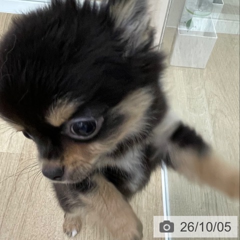 愛知県のチワワ(ロング) (ペットプラス みなと店/2026年7月21日生まれ/女の子/ブラックタン)の子犬の4枚目の画像
