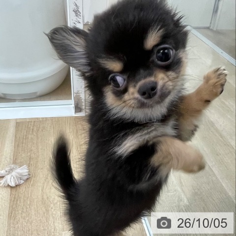 愛知県のチワワ(ロング) (ペットプラス みなと店/2026年7月21日生まれ/女の子/ブラックタン)の子犬の3枚目の画像
