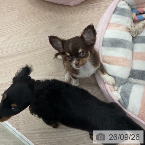 チワワの写真