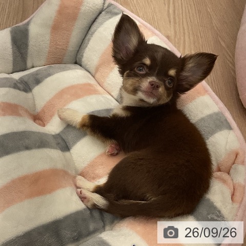 チワワの写真