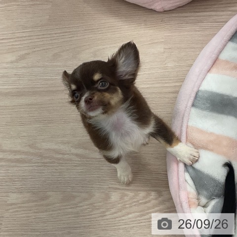 チワワの写真
