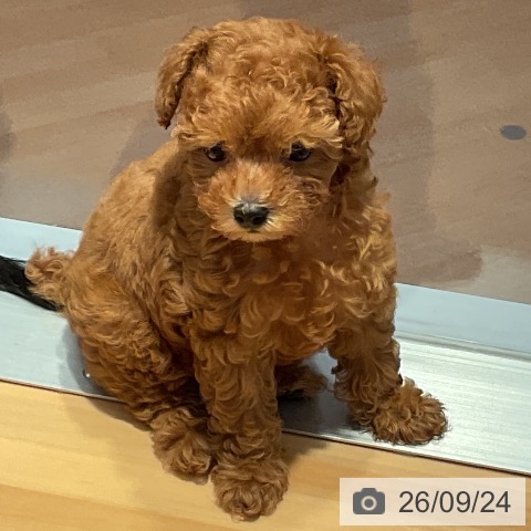 愛知県のトイプードル(トイ) (ペットプラス 名古屋茶屋店/2026年7月20日生まれ/女の子/レッド)の子犬の4枚目の画像