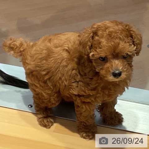 愛知県のトイプードル(トイ) (ペットプラス 名古屋茶屋店/2026年7月20日生まれ/女の子/レッド)の子犬の3枚目の画像