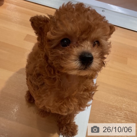 愛知県のトイプードル(トイ) (ペットプラス 名古屋茶屋店/2026年7月20日生まれ/女の子/レッド)の子犬の3枚目の画像