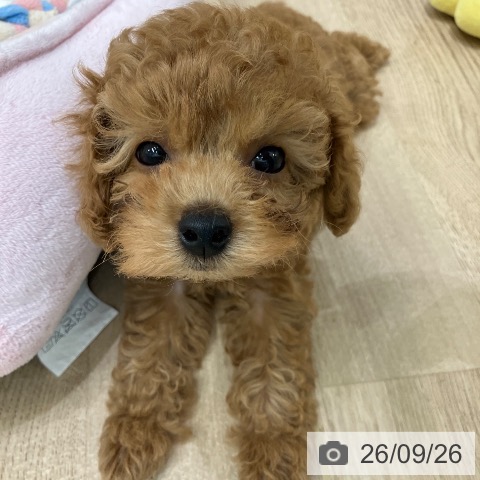愛知県のトイプードル(トイ) (ペットプラス 熱田店/2026年7月20日生まれ/女の子/レッド)の子犬の4枚目の画像