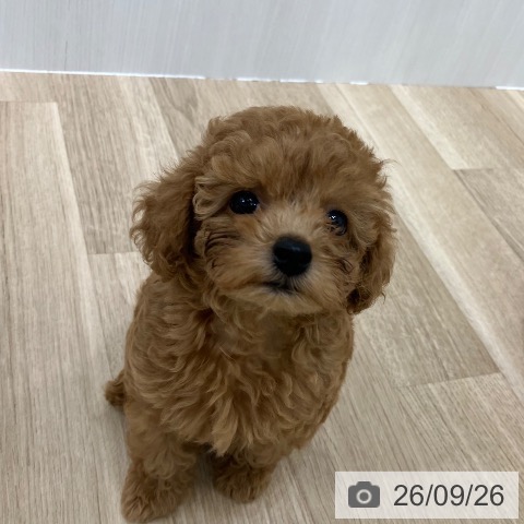 愛知県のトイプードル(トイ) (ペットプラス 熱田店/2026年7月20日生まれ/女の子/レッド)の子犬の3枚目の画像
