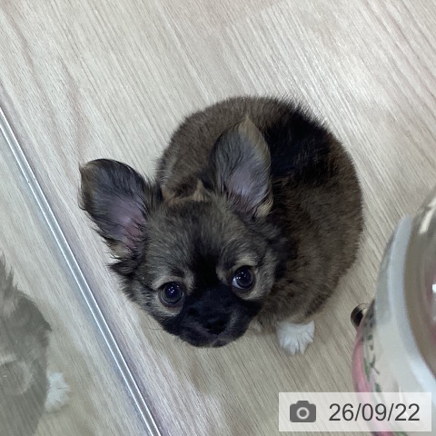 チワワの写真