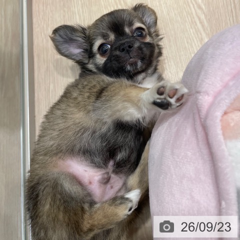 愛知県のチワワ(ロング) (ペットプラス イオンモール長久手店/2026年7月20日生まれ/男の子/フォーンホワイト)の子犬の3枚目の画像