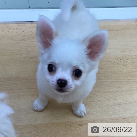 チワワの写真