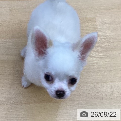 チワワの写真