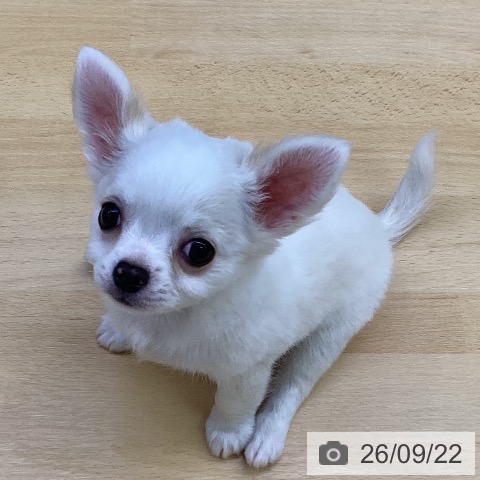 チワワの写真