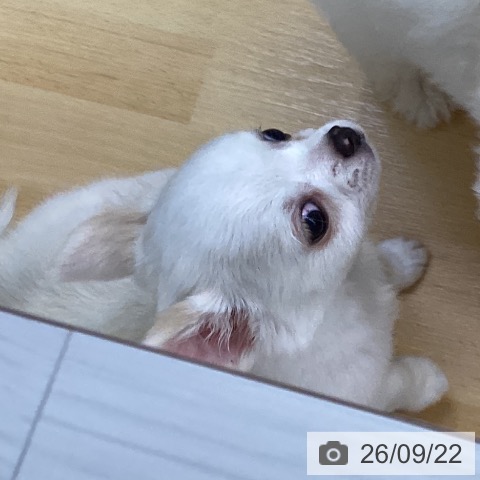 チワワの写真