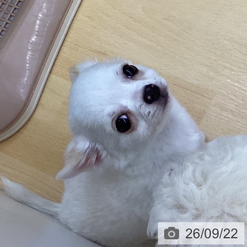 チワワの写真