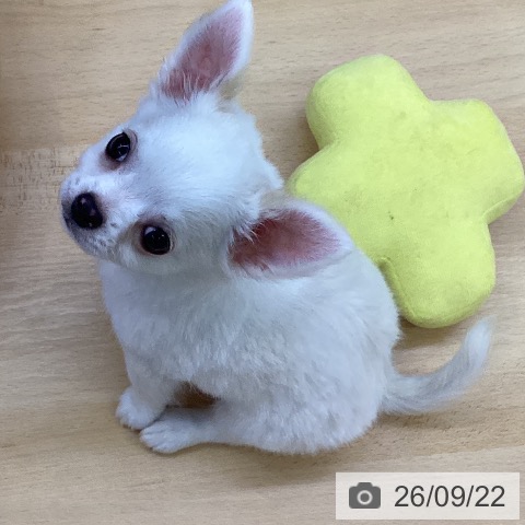 チワワの写真