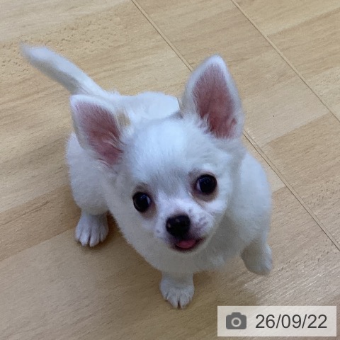 チワワの写真