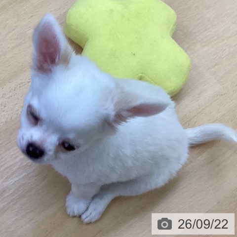 チワワの写真