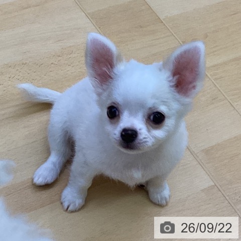 チワワの写真