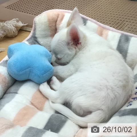 三重県のチワワ(ロング) (ペットプラス 津南店/2026年7月12日生まれ/男の子/クリーム)の子犬の4枚目の画像