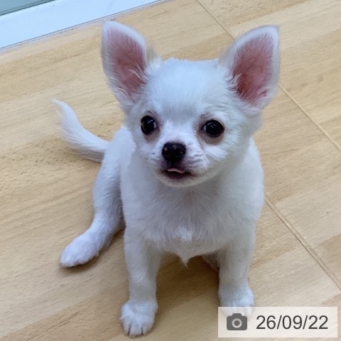 チワワの写真