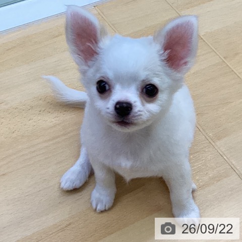 チワワの写真