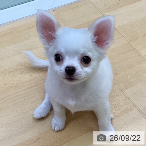 チワワの写真