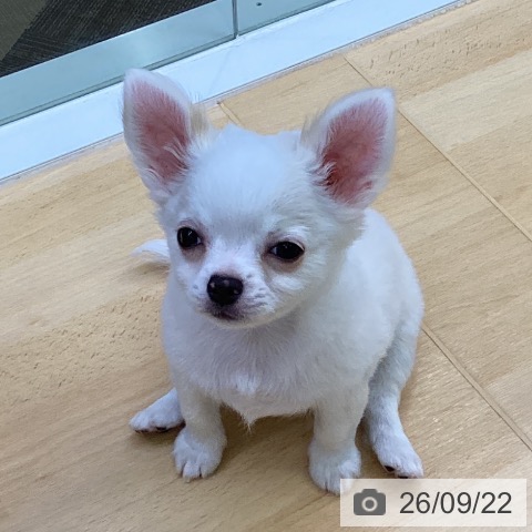 チワワの写真