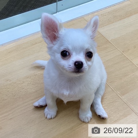 チワワの写真