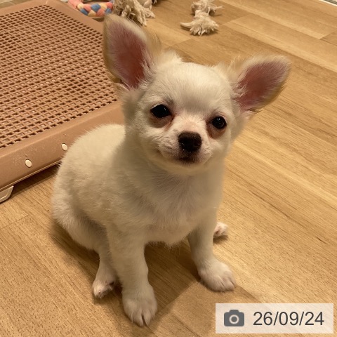 三重県のチワワ(ロング) (ペットプラス 鈴鹿店/2026年7月12日生まれ/男の子/クリーム)の子犬の4枚目の画像