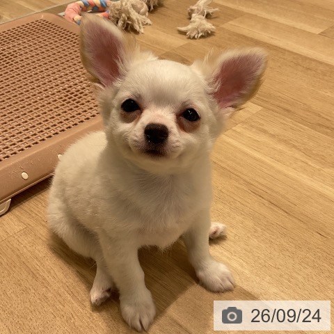 三重県のチワワ(ロング) (ペットプラス 鈴鹿店/2026年7月12日生まれ/男の子/クリーム)の子犬の3枚目の画像