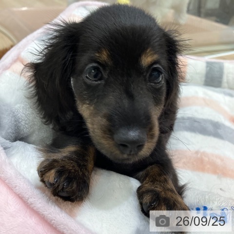愛知県のカニンヘンダックスフンド(ロング) (ペットプラス 熱田店/2026年7月22日生まれ/男の子/ブラックタンブリンドル)の子犬の3枚目の画像