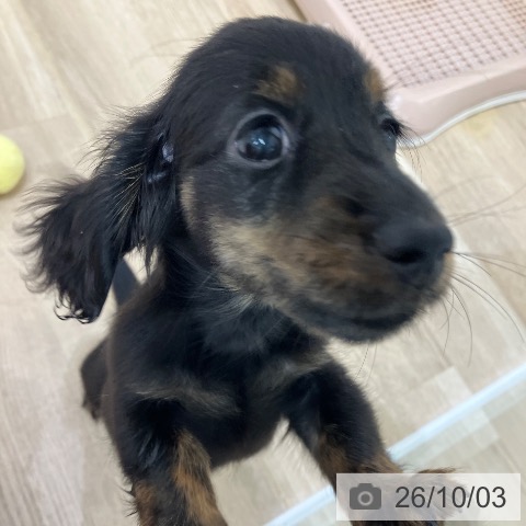 愛知県のカニンヘンダックスフンド(ロング) (ペットプラス 熱田店/2026年7月22日生まれ/男の子/ブラックタンブリンドル)の子犬の3枚目の画像