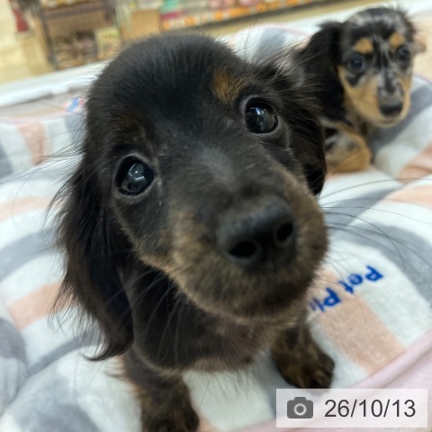 愛知県のカニンヘンダックスフンド(ロング) (ペットプラス 豊田店/2026年7月22日生まれ/女の子/ブラックタンブリンドル)の子犬の4枚目の画像