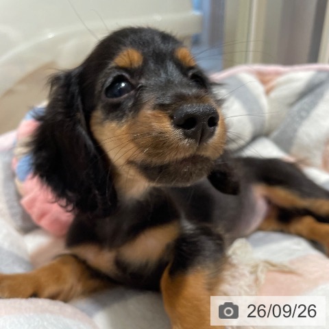 鹿児島県のカニンヘンダックスフンド(ロング) (ペットプラス 姶良店/2026年7月22日生まれ/女の子/ブラックタン)の子犬の3枚目の画像