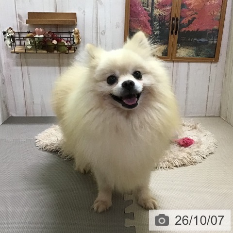 ポメラニアンの写真