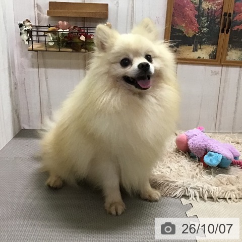 ポメラニアンの写真