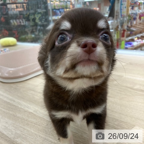 チワワの写真