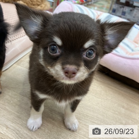 チワワの写真
