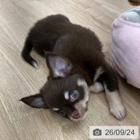 チワワの写真