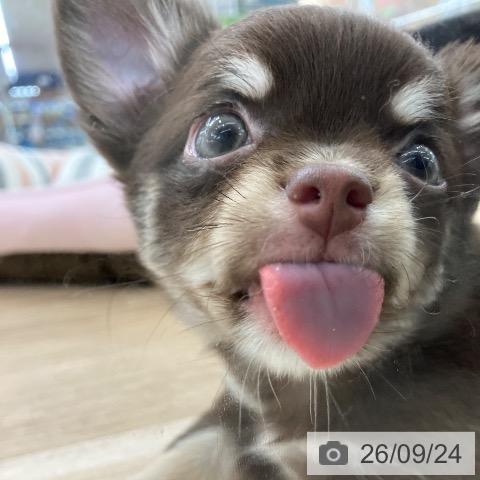 チワワの写真