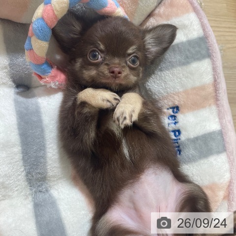 富山県のチワワ(ロング) (ペットプラス 高岡店/2026年7月23日生まれ/女の子/チョコレートタン)の子犬の3枚目の画像