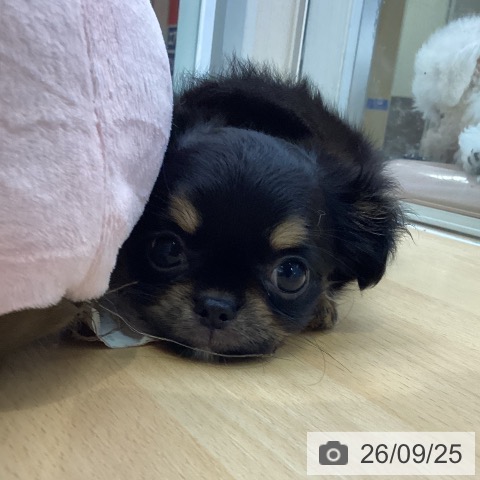 愛知県のチワワ(ロング) (ペットプラス 三好店/2026年7月19日生まれ/女の子/ブラックタン)の子犬の4枚目の画像