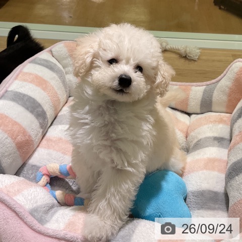愛知県のトイプードル(トイ) (ペットプラス 岡崎店/2026年7月21日生まれ/男の子/ホワイト)の子犬の4枚目の画像