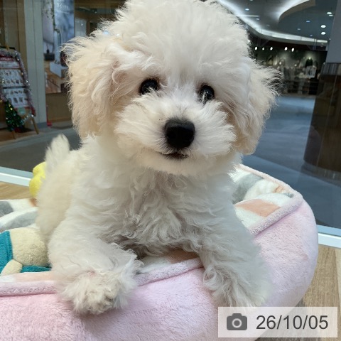 愛知県のトイプードル(トイ) (ペットプラス 岡崎店/2026年7月21日生まれ/男の子/ホワイト)の子犬の4枚目の画像