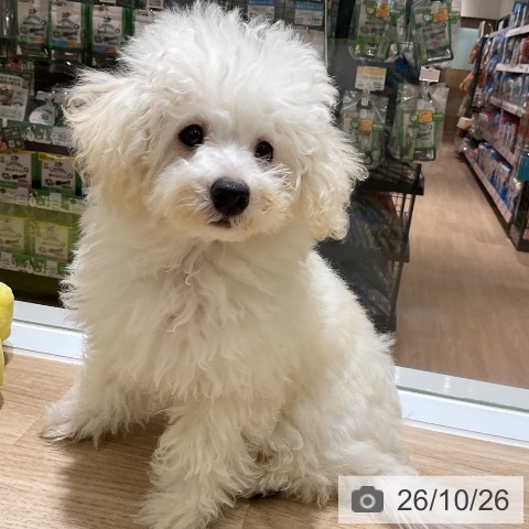 愛知県のトイプードル(トイ) (ペットプラス イオンモール豊川店/2026年7月21日生まれ/男の子/ホワイト)の子犬の4枚目の画像