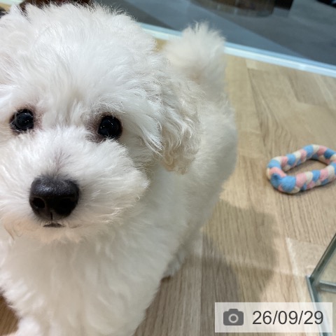 愛知県のトイプードル(トイ) (ペットプラス 岡崎店/2026年7月21日生まれ/男の子/ホワイト)の子犬の3枚目の画像