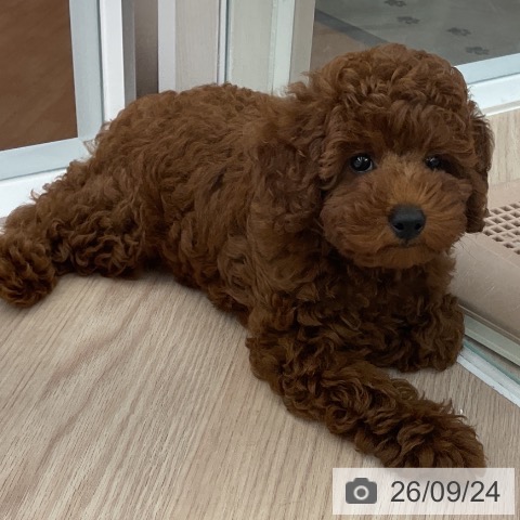 福井県のトイプードル(トイ) (ペットプラス 福井店/2026年7月20日生まれ/男の子/レッド)の子犬の4枚目の画像